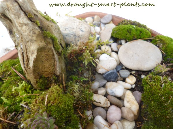 Miniature moss garden - a tiny streambed less than a foot square...