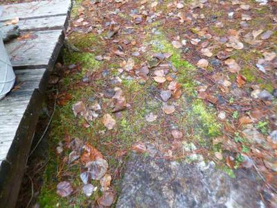 Moss Growing on Carpet