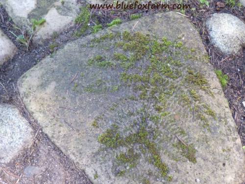 Moss taking advantage of the depressions in the patio blocks