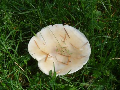 Mushroom in October