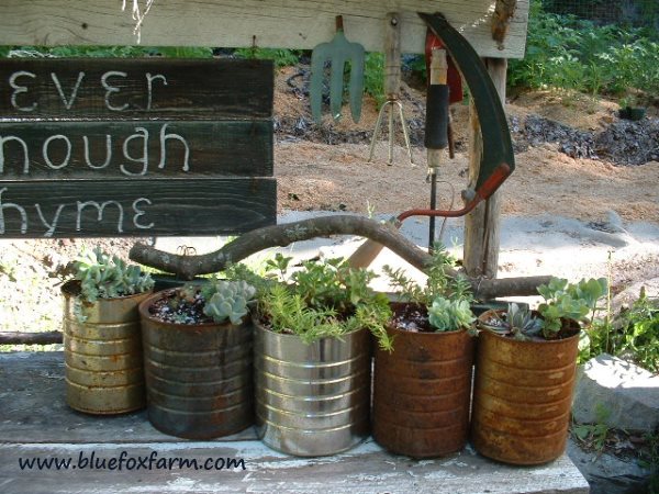 Tin Can Planters filled with hardy succulents