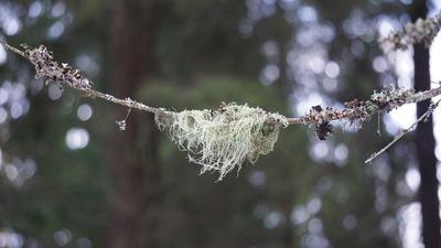 Usnea