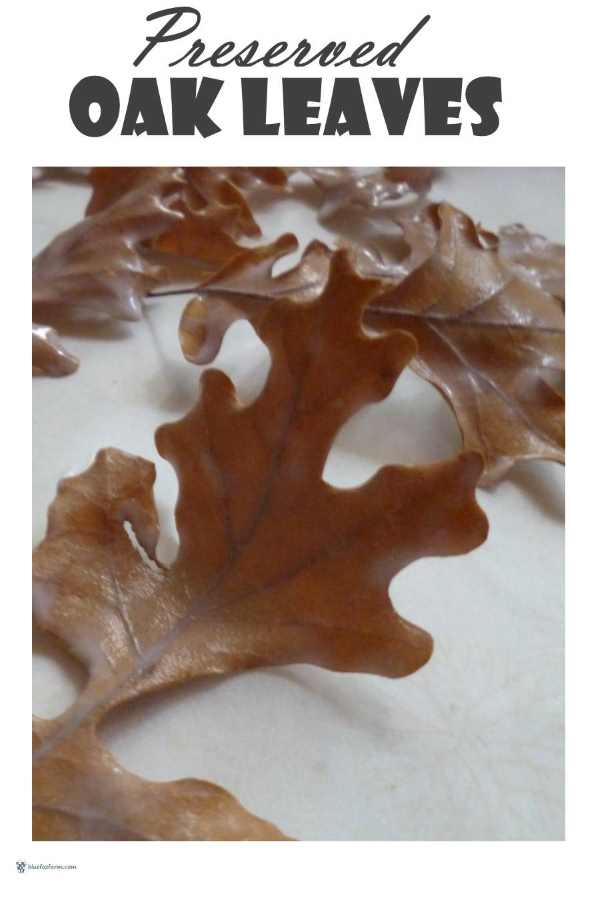 Preserved Oak Leaves