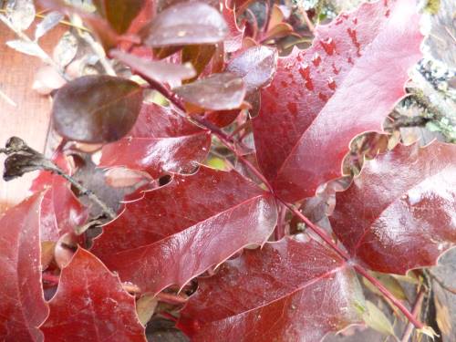 Gorgeous red Mahonia and Kinnickinnick gleaned from the roadside...