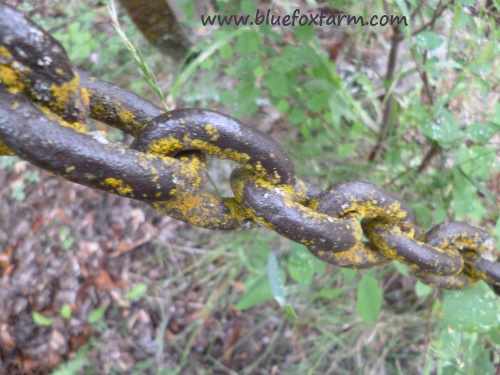 Old chain has been here so long it has lichen growing on it - now that's patina...