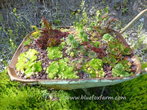 Rustic Salvaged Wheelbarrows make perfect planters