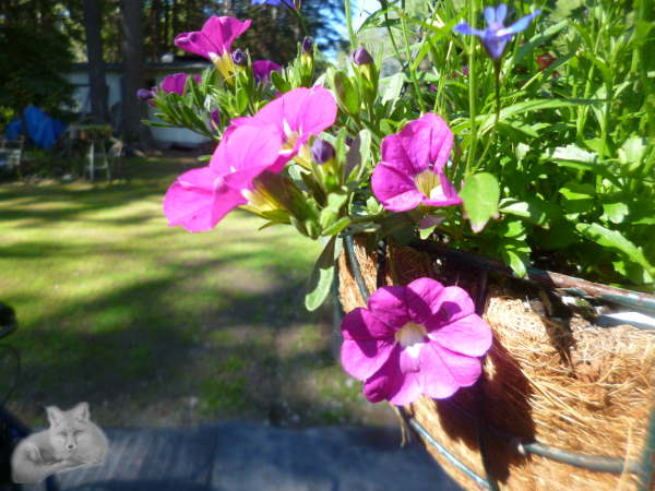 Pink Callibrachoa - Million Bells