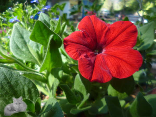 Petunia Carmine Wave