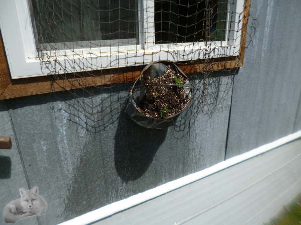 The finished galvanized bucket, hanging on the house