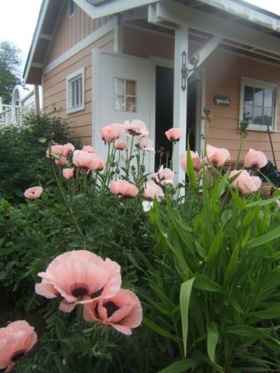 Sensible Gardenings lovely pink shed...