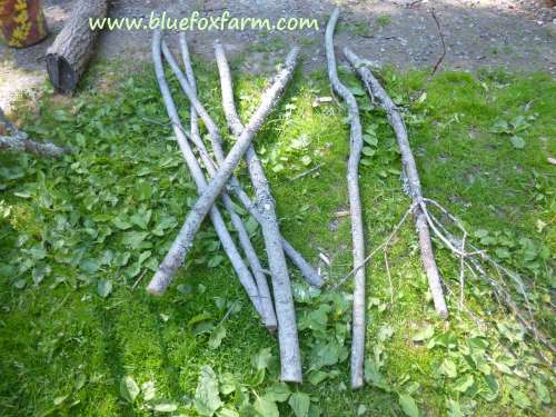 Twigs gathered from a roadside pruning crew