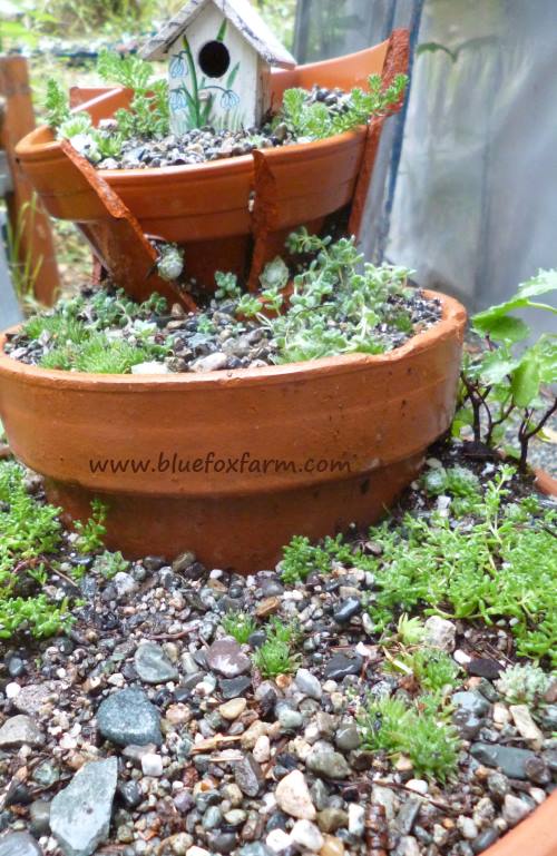 Tiny hens and chicks and small varieties of stonecrop will get things started...