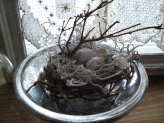 Birds Nest Under Glass