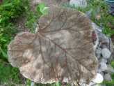 Hypertufa Leaf