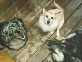 Pet Grave Marker