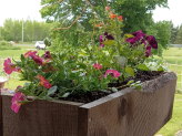thumb-pickled-window-boxes.jpg