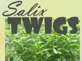 Salix Twigs