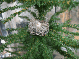 Trimming the Tree, Literally