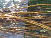Twigs for Crafts