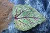 Small painted rhubarb leaf