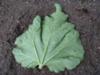 rhubarb leaf as a mold