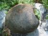 Hypertufa sphere, planted with Sempervivum