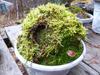 Moss Topiary