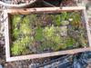 Moss Nursery