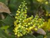 Mahonia aquifolium