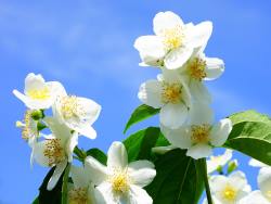 Philadelphus lewisii - mock orange