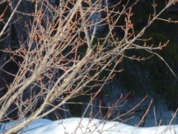 Shepherdia canadensis, Russet Buffaloberry