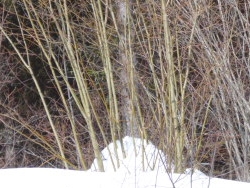 Salix bebbiana or a hybrid of native willows