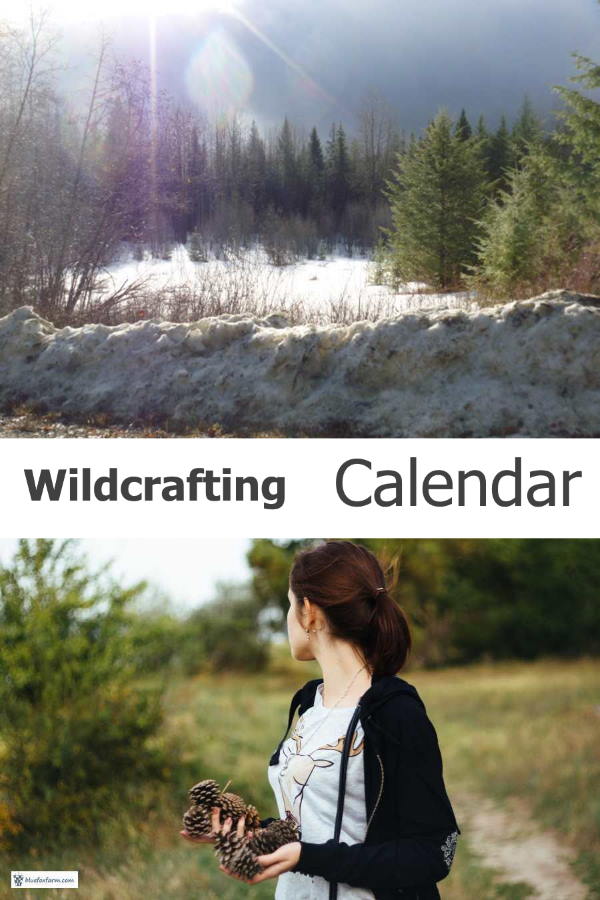 wildcrafting-calendar600x900.jpg