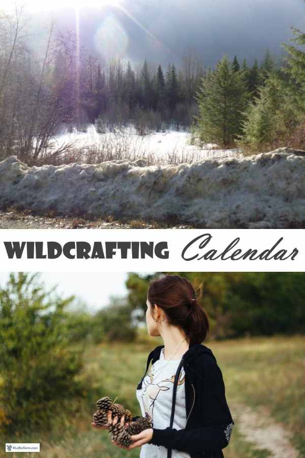 Wildcrafting Calendar