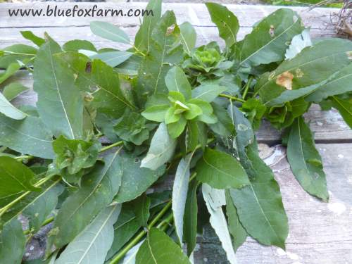 Willow roses - see what they look like attached to the wreath...