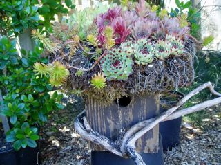 If roofs are your thing, put a green roof on the birdhouse...