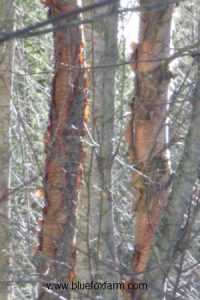 Betula occidentalis, river birch