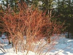 Cornus sericea, Red Twig Dogwood