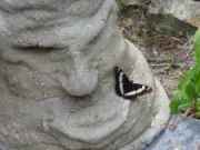 Hypertufa Grumpy getting a kiss from a butterfly...