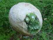 Orbs or Spheres overflow with Sempervivum