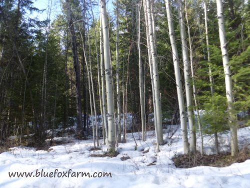 Populus tremuloides, the quaking aspen