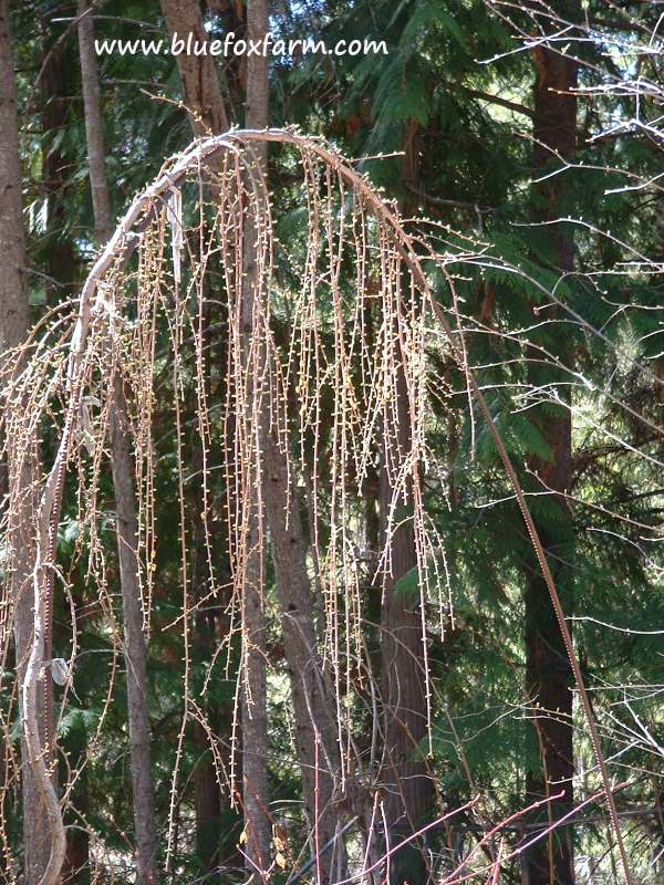 Larix pendula, the weeping larch, trained over a rebar archway