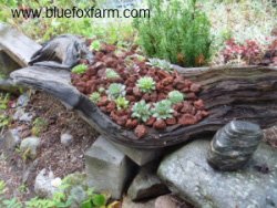 Driftwood from the river is perfect as a planter