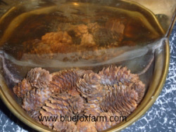 Spruce cones collected from a rest stop on Highway 3A, near Kelowna, B.C.