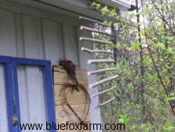 Shading the birds nest from the hot sun