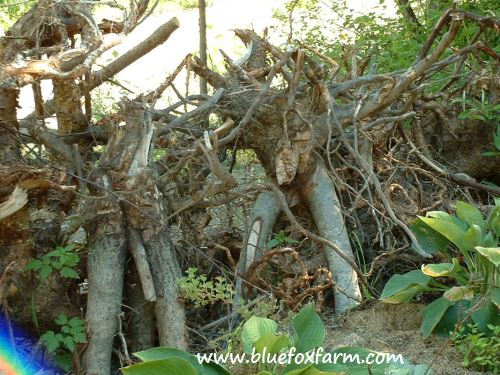 Willow Root People