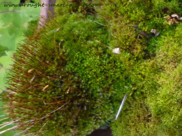 See more about acrocarpus moss here