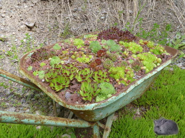 vintage wheelbarrow, filled with hardy succulents antique-tools-for-garden-art-wheelbarrow600x450.jpg
