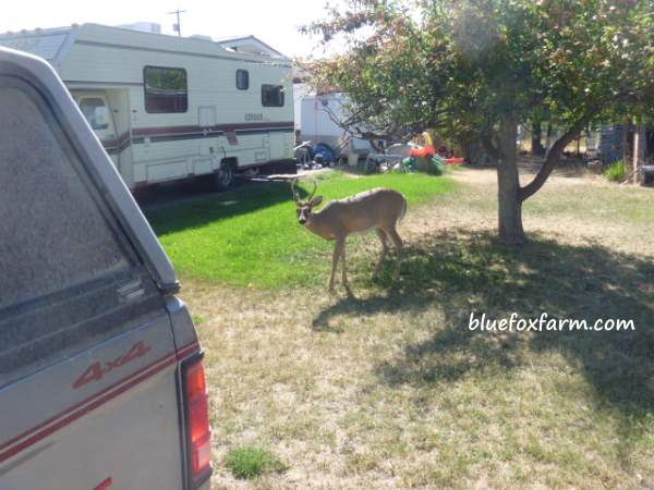 A mule deer, very accustomed to people and vehicles in Grand Forks, B.C.