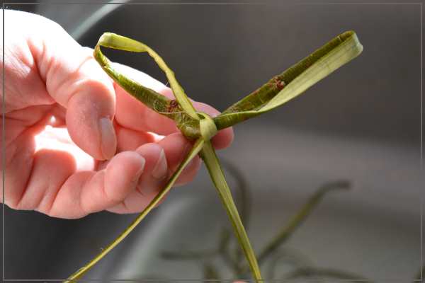 And tie them in an ordinary bowline knot